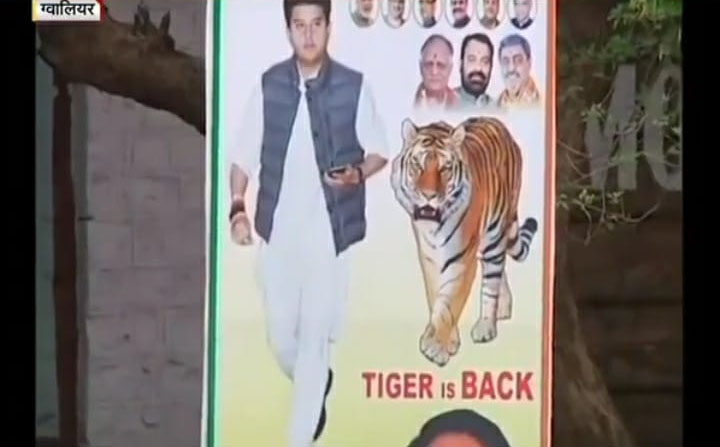टाइगर की वापसी से गरमाई सियासत, सिंधिया के पोस्टर में मिले संकेत