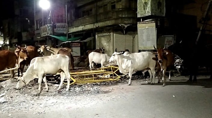 रतलाम : निगम का पशु पकड़ने का काम केवल आंकड़ों में, शहर में आवारा पशुओं की भरमार