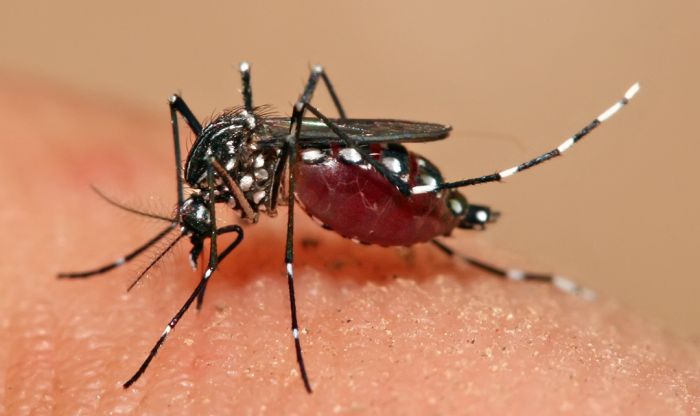  छोटी बीमारी नहीं है डेंगू, ऐसे करें बचाव 