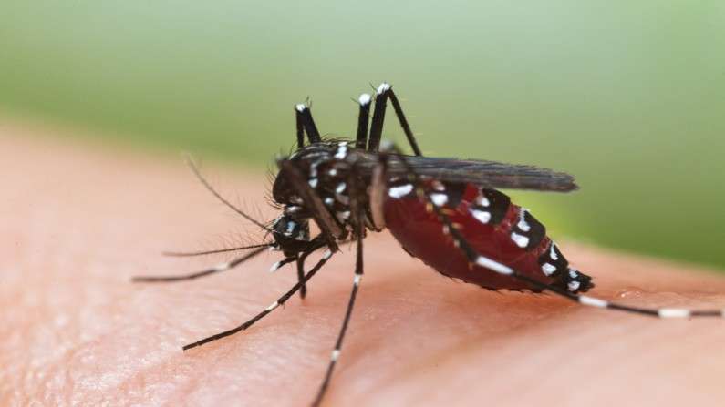  यूपी के बाद दिल्ली में डेंगू का कहर, मिले 100 से ज्यादा केस 