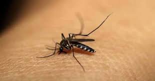मध्यप्रदेश में डेंगू ने बढ़ाई चिंता, कल से शुरू होगा 'डेंगू से जंग जनता के संग' अभियान 
