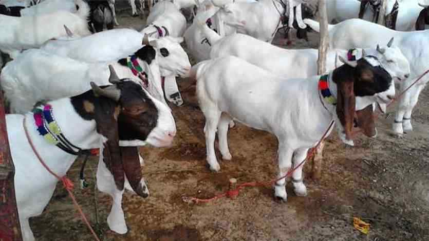 ईद पर कोरोना की मार, 35 फीसदी बढ़े बकरों के दाम 