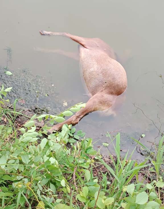नौगई द्वितीय गांव के दो तालाबों में चार मगरमच्छों ने डाला डेरा