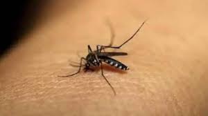 रायपुर में बढ़ रहा डेंगू का ख़तरा, हॉटस्पॉट बने ये इलाके 