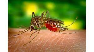 दिल्ली में डेंगू से पहली मौत, सिर्फ अक्टूबर में मिले 382 केस 