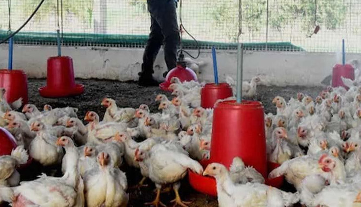  महाराष्ट्र ने फिर बढ़ाई चिंता, ठाणे में 100 मुर्गियों की अचानक मौत, बर्ड फ़्लू का ख़तरा 
